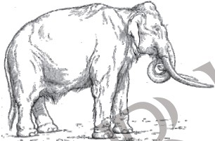 elefante de Fuensanta